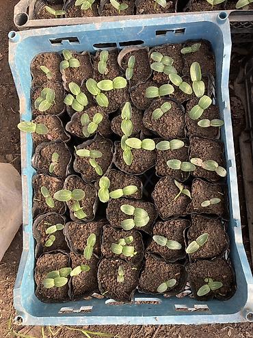 Перец: Рассада 
Помидор 
Огурцы 
Перец 
Баклажан 
И многое другое обращайтесь — 9