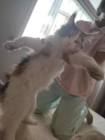шотландская кошка скоттиш страйт: Мейн-кун, трехцветная кошка (черепаховый с белым окрас)