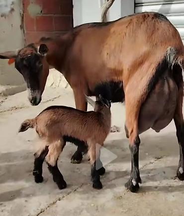 Keçilər, çəpişlər: Südlük keçilər – sağlam, məhsuldar sürü Salam şəkillərdə görünən — 1