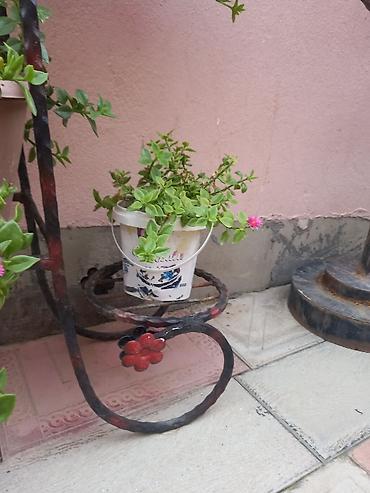 Çöl bitkiləri: Pelargonium (qızılqol) saksı gülləri və sukkulent - Növ: Pelargonium — 4