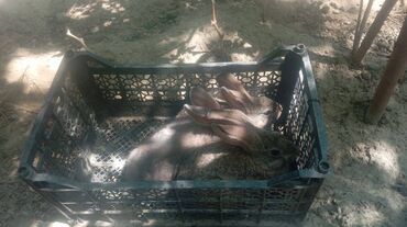 Dovşanlar: Üç ədəd qəşən dovşan satılır. Bu üçünün qiymətidir — 6