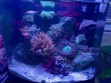 heyvan: Okean akvariumu. Arxa sump sistemli BOYU firmasinin 35×40×35 sm Hazır — 2