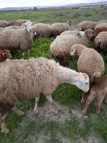 Qoyunlar, qoçlar: Dişi, il: 1, Damazlıq, Ünvandan götürmə — 19