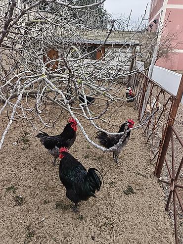 Xoruzlar: Məhsul: Safqan xoruzlar Təsvir:Təmiz qan Alman astralop cins — 20