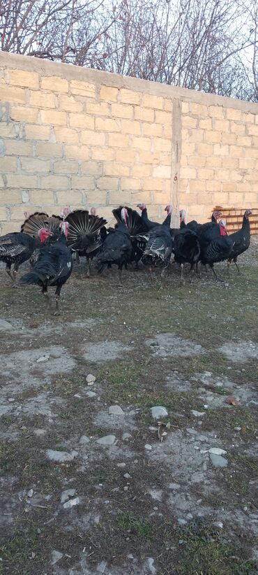 Hinduşka: Məhsul: Hinduşka sürüsü Təsvir: 8 ayliq tam sağlam kəsimə yararlı — 3