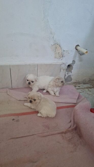 böyümeyen itler: Pekines, 2 ay, Erkek, Peyvəndli, Ödənişli çatdırılma