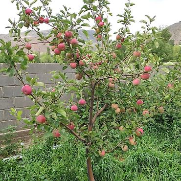 Продажа коттеджей и домов: ✨ Продаётся большой кашар ✨ 📍 Район Боконбай (село) 🏡 Дом: 🛏 4 комнаты — 10