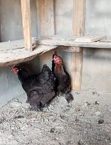 brama cuceler: 2 diş brama yumurta düşüblər 1 i 35 manat endirim olacaq buların — 2