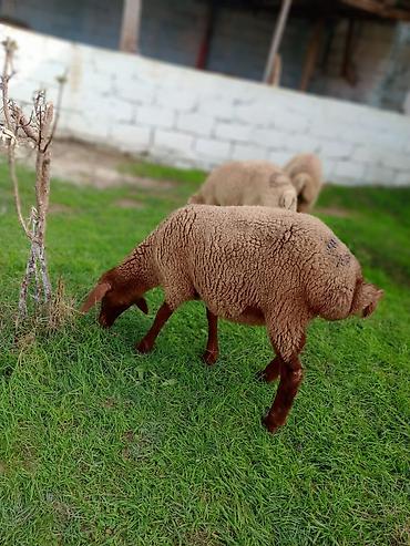 coban iti satılır: Dişi, il: 1, Ətlik — 4