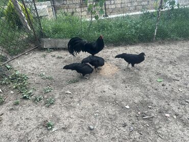 Toyuqlar: Toyuq, Damazlıq