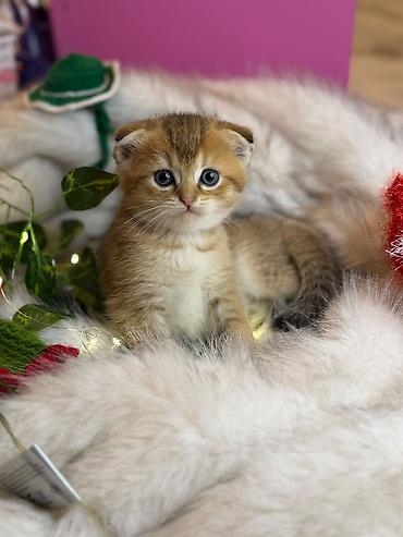 ragdoll pisik: Britan qızılı kölgəli pişik balaları - Cins: British — 3