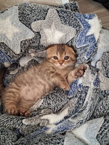 Pişiklər: Britan -da lalafo.az — 13 Pişiklər: Britan — 13