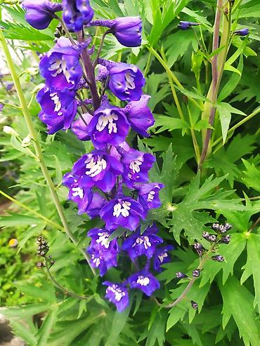 Другие садовые цветы и кустарники: Продаю уличные цветы многолетние оптом и в розницу. Дельфиниумы — 9