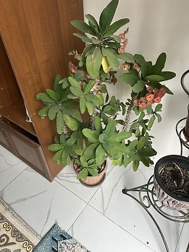 Молочаи: Молочай Милла (Euphorbia milii), крупный горшечный куст. - Высота — 1