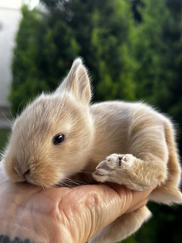 su heyvanları: 1 aylıq holland balaca🐰 Kafes, yem qabı, su qabı və tualet qabı — — 5