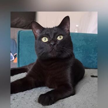 корм для котят: Шикарный черный кот! Очень ласковый и воспитанный! Молодой - возраст 1
