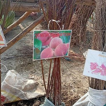 Яблоня: Саженцы плодовых культур — ассортимент сортов Предлагаются саженцы — 10