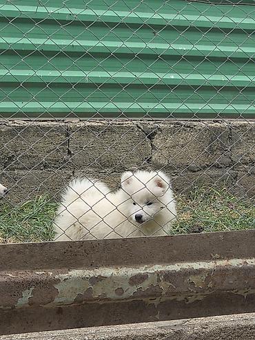 Samoyed, Peyvəndli
