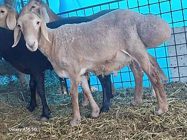 Баран, овца: Продаю | Баран (самец) | Арашан at lalafo.kg — 8 Баран, овца: Продаю | Баран (самец) | Арашан — 8