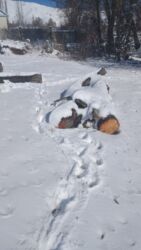 продаю дом рабочий гарадок: Продаю дрова сухие и полусухие одна машина по 6000 сомов находимся в