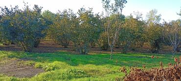 Torpaq sahələrinin satışı: 58 sot, Kənd təsərrüfatı, Barter mümkündür, Kupça (Çıxarış) — 11