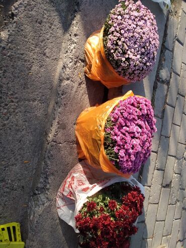 пион рассада купить в Кыргызстан | Куплю дом: Осенняя распродажа цветов, хризантемы клумбовые,розы пионы ррзовые