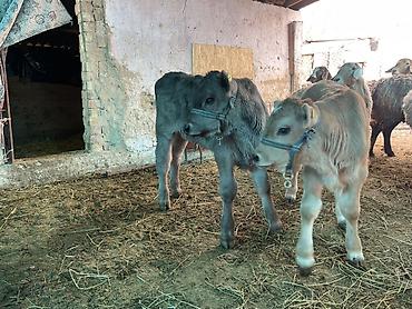 Коровы, быки: Продаю | Музоо, торпок | Полукровка | На откорм | Племенные — 4