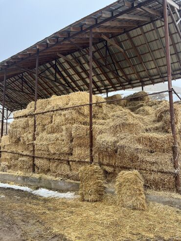 дойный коров: Саман сатылат!