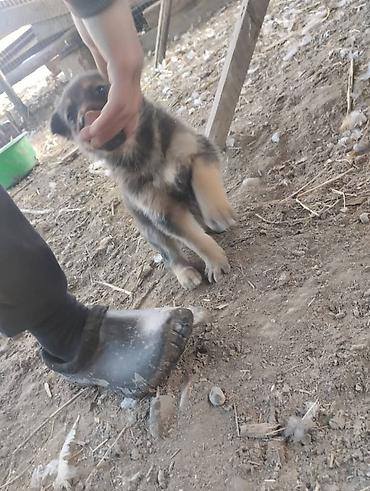 Продажа собак: Немецкая овчарка, 2 месяца, Самец, С родословной — 8