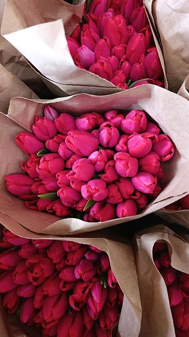 Букеты из живых цветов: Тюльпаны с тепличной выгонки — оптом и для флористов. - Ассортимент — 12