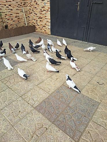 Göyərçinlər: Salam 35 eded goyercindi kom 7 manat.tek tek 10 manat. Təsvir: - — 3