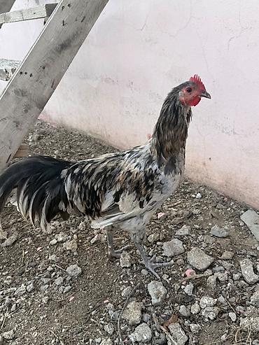 qus qefes: Xoruz, il: <1, Ünvandan götürmə, Ödənişli çatdırılma — 2