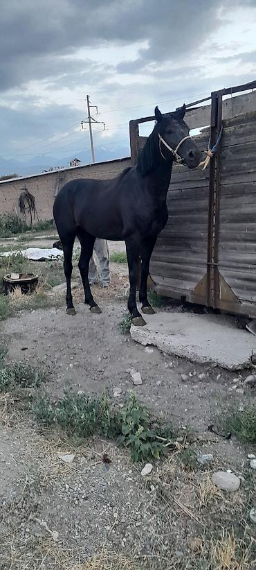 кандек собака: Продаётся жеребец по кличке Кара Мырза 4 года. высококровной — 3