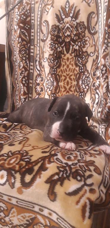 İtlər: Pitbul — 10