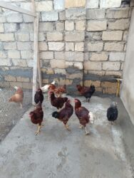 Digər quşlar: 6 eded 3 ayliq amroks cinsi(3 fere 3 xoruz)6 ededi 65azn. 8 eded 5 — 17