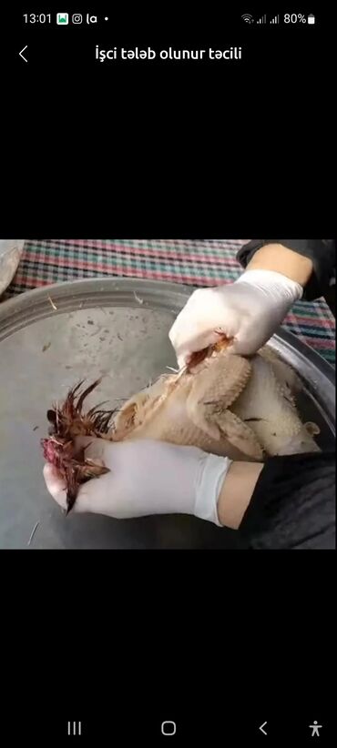 Başqa xidmətlər: İşci lazımdı təcili. Kənd toyuqlarının əllə təmizlənməsi, bacaran