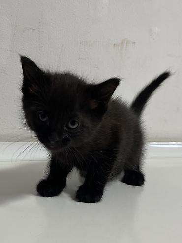 кошка черная: Котята в добрые руки! Им около месяца, скорее всего мальчики, пока — 5