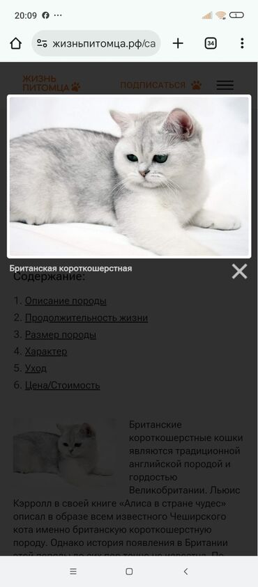 переноска длж котов: Britan