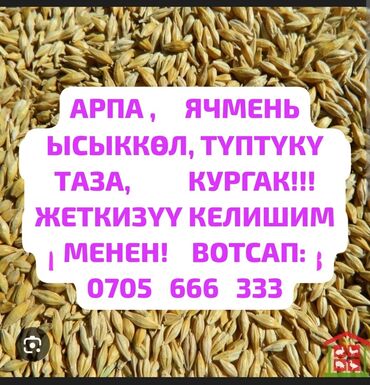 детские двухъярусные кровати бишкек: Семена: Ячмень