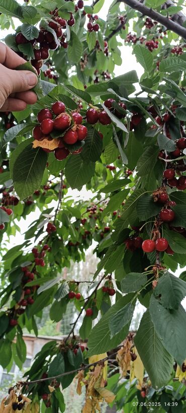 продажа ковры: Продаю черешню( кокон гилас) самовывоз