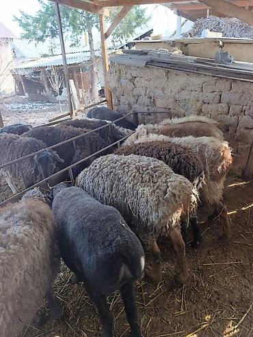 Баран, овца: Продаю | Овца (самка) | Для разведения | Матка at lalafo.kg — 8 Баран, овца: Продаю | Овца (самка) | Для разведения | Матка — 8