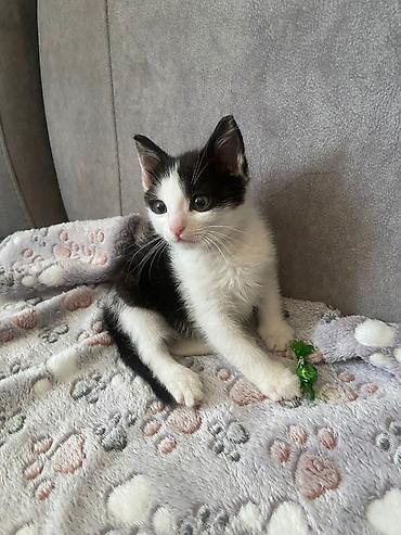 Pişiklər: Erkək, Yaxşı əllərə — 3