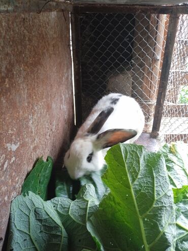 каракол животные: Продаю кролик цена договорная