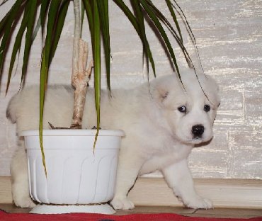 İtlər: Алабай (Alabay) Племенной питомник предлагает щенков среднеазиатской — 14