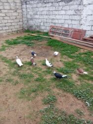 домик для маленькой собаки: Tutulma hoptum 7 dene qus satlir 3manat - Sayı: şəkillərdə bir neçə