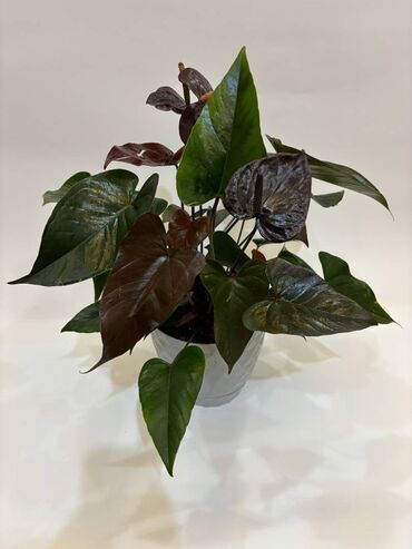 Otaq bitkiləri: “Anthurium”, Kişi Xoşbəxtliyi gülü. Qırmızı və ağ rənglərini də