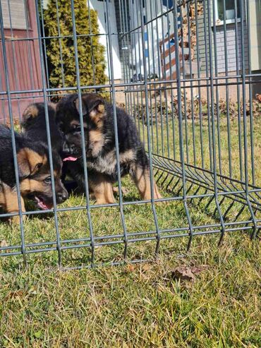 Psi: Odgajivacnica Nemackih Ovcara Winner Line iz Kraljeva predstavlja — 10