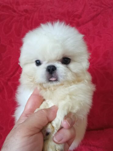шарпей собака: Шикарный !!! Белоснежный щенок пекинеса .Очаровательный прелестный
