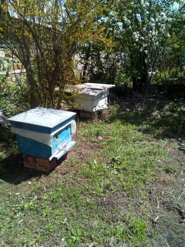 arılar üçün: Qazax rayonu kamuna kəndində ari yeşiyi satilir 10 ədədir razilaşma