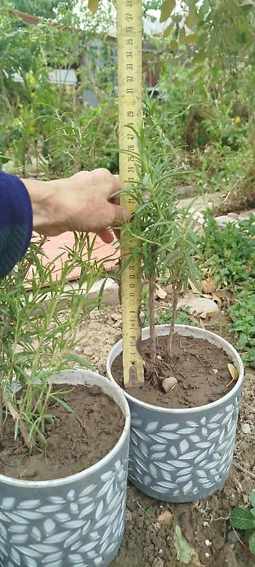 размарин купить: Розмарин (Rosmarinus officinalis) в горшках - Ароматное вечнозеленое — 10